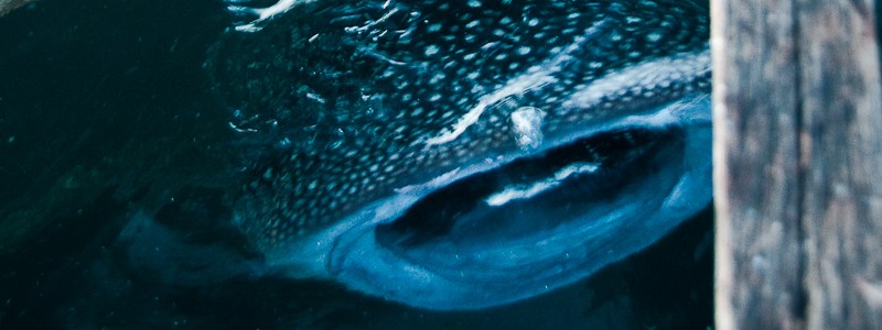Whale shark at the fishing platform in Papua